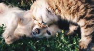Orange Tabby Cat Beside Fawn Short-coated Puppy
